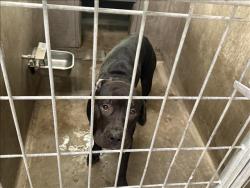 Shelter Stray Male Dog last seen , 14409 Vanowen St, Van Nuys, CA 91405, USA