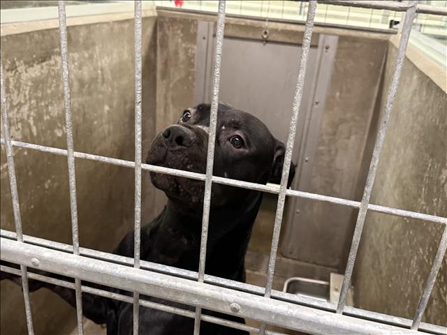 Shelter Stray Male Dog last seen , 14409 Vanowen St, Van Nuys, CA 91405, USA