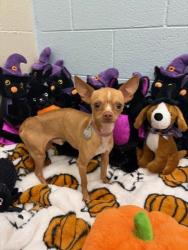 Shelter Stray Male Dog last seen N 45TH ST / MT PRINCETON ST, 12155 Park Blvd, Brighton, CO 80601, USA