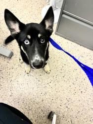 Shelter Stray Male Dog last seen HWY 85 AND 120TH, 12155 Park Blvd, Brighton, CO 80601, USA