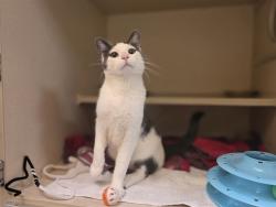 Shelter Stray Male Cat last seen Near BLOCK E EVANS AVE, DENVER CO 80222, 1241 W Bayaud Ave, Denver, CO 80223, USA