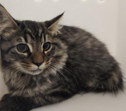 Shelter Stray Unknown Cat last seen Near BLOCK N CLERMONT ST, DENVER CO 80207, 2080 S Quebec St, Denver, CO 80231, USA