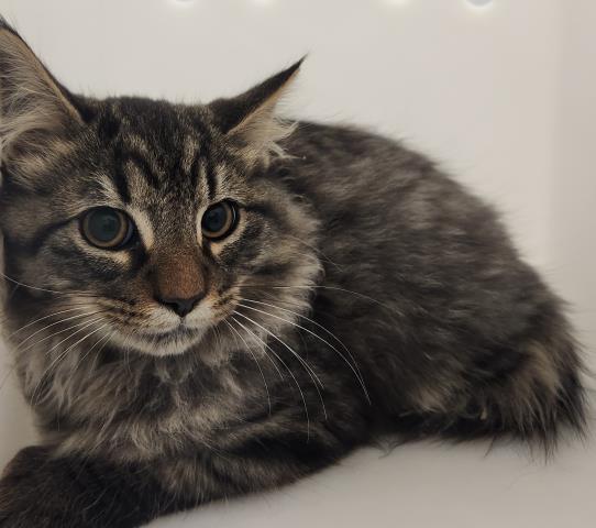 Shelter Stray Unknown Cat last seen Near BLOCK N CLERMONT ST, DENVER CO 80207, 2080 S Quebec St, Denver, CO 80231, USA