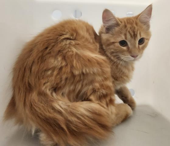 Shelter Stray Unknown Cat last seen Near BLOCK N CLERMONT ST, DENVER CO 80207, 2080 S Quebec St, Denver, CO 80231, USA