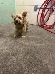 Shelter Stray Male Dog last seen Near NORTHGATE BLVD, 2127 Front St, Sacramento, CA 95818, USA