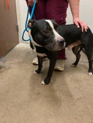 Shelter Stray Male Dog last seen Near BLOCK ROYAL AVE, 10521 Baur Blvd, Olivette, MO 63132, USA
