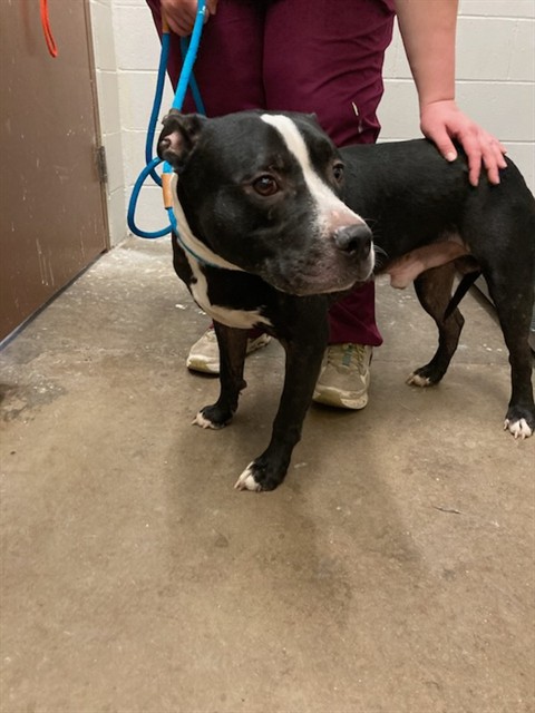 Shelter Stray Male Dog last seen Near BLOCK ROYAL AVE/N ELIZABETH AVE,63135, 10521 Baur Blvd, Olivette, MO 63132, USA