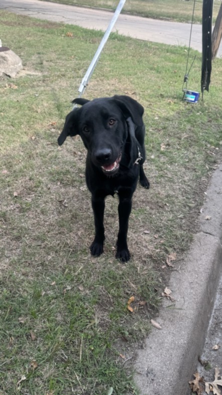Shelter Stray Male Dog last seen Near BLOCK N MATLOCK DR, WICHITA KS 67208, 3303 N Hillside St, Wichita, KS 67219, USA