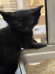 Shelter Stray Unknown Cat last seen Near BLOCK S BROADWAY AVE, WICHITA KS 67216, 3303 N Hillside St, Wichita, KS 67219, USA