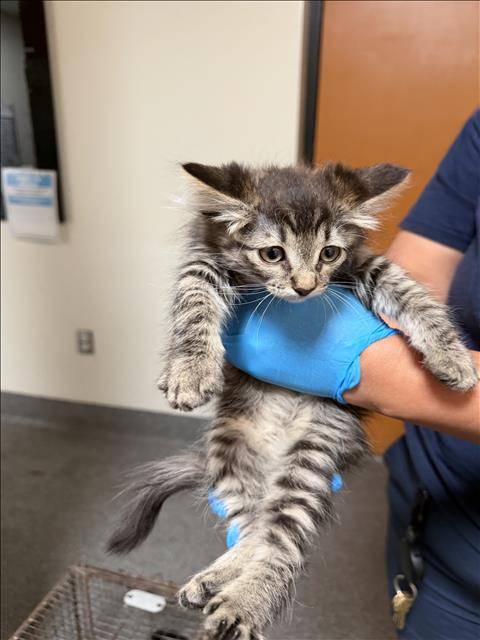 Shelter Stray Male Cat last seen , 3201 Lacy St, Los Angeles, CA 90031, USA