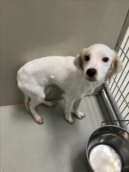 Shelter Stray Male Dog last seen Near BLOCK N HILLSIDE AVE, WICHITA KS 67219, 3303 N Hillside St, Wichita, KS 67219, USA