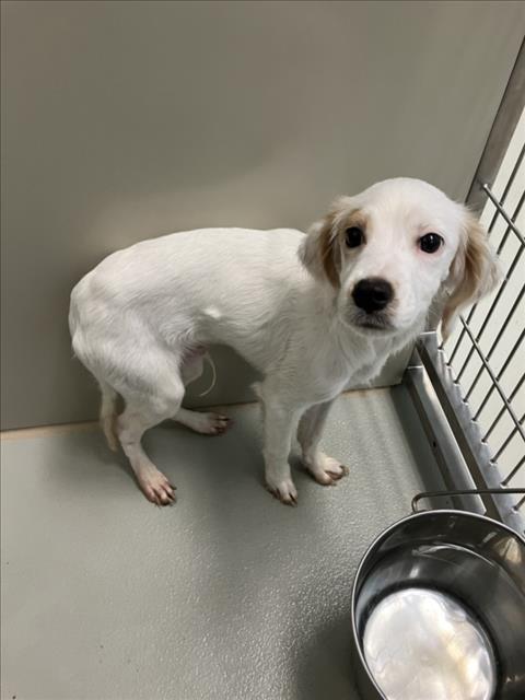Shelter Stray Male Dog last seen Near BLOCK N HILLSIDE AVE, WICHITA KS 67219, 3303 N Hillside St, Wichita, KS 67219, USA