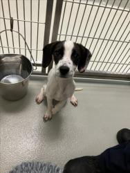 Shelter Stray Female Dog last seen Near BLOCK N HILLSIDE AVE, WICHITA KS 67219, 3303 N Hillside St, Wichita, KS 67219, USA