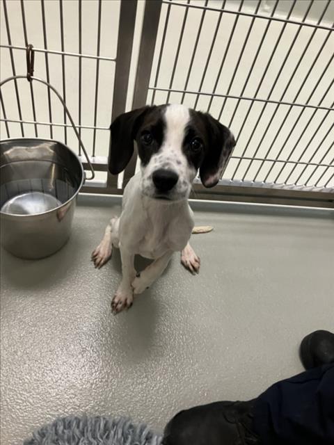 Shelter Stray Female Dog last seen Near BLOCK N HILLSIDE AVE, WICHITA KS 67219, 3303 N Hillside St, Wichita, KS 67219, USA