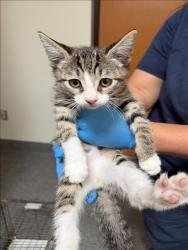 Shelter Stray Male Cat last seen , 3201 Lacy St, Los Angeles, CA 90031, USA