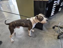 Shelter Stray Male Dog last seen Near BLOCK E 13TH ST N, WICHITA KS 67214, 3303 N Hillside St, Wichita, KS 67219, USA