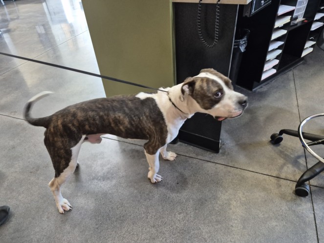 Shelter Stray Male Dog last seen Near BLOCK E 13TH ST N, WICHITA KS 67214, 3303 N Hillside St, Wichita, KS 67219, USA