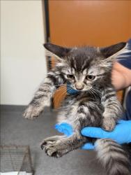 Shelter Stray Female Cat last seen , 3201 Lacy St, Los Angeles, CA 90031, USA