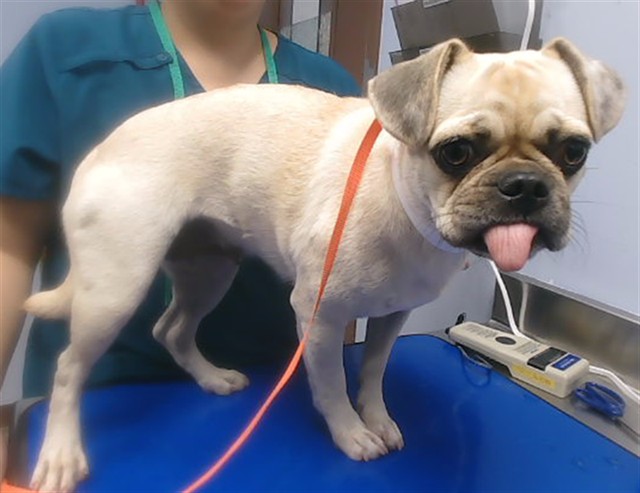 Shelter Stray Female Dog last seen 71ST AVE AND ROANOKE AVE, 2500 S 27th Ave, Phoenix, AZ 85009, USA