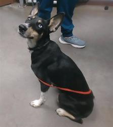 Shelter Stray Female Dog last seen ROSE LN AND 39TH AVE, 2500 S 27th Ave, Phoenix, AZ 85009, USA