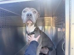 Shelter Stray Female Dog last seen 67TH AVE AND LOWER BUCKEYE RD, 2500 S 27th Ave, Phoenix, AZ 85009, USA