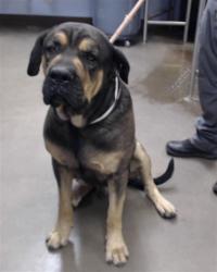 Shelter Stray Male Dog last seen THOMPSON RANCH RD AND ACAPULCO LN, 2500 S 27th Ave, Phoenix, AZ 85009, USA