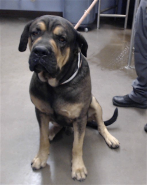 Shelter Stray Male Dog last seen THOMPSON RANCH RD AND ACAPULCO LN, 2500 S 27th Ave, Phoenix, AZ 85009, USA