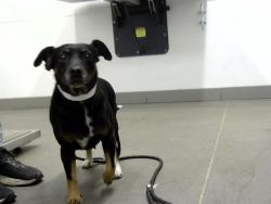 Shelter Stray Female Dog last seen HAYDEN RD AND BELL RD, 1920 S Lewis, Mesa, AZ 85210, USA