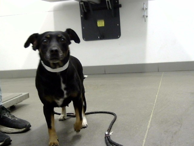 Shelter Stray Female Dog last seen HAYDEN RD AND BELL RD, 1920 S Lewis, Mesa, AZ 85210, USA