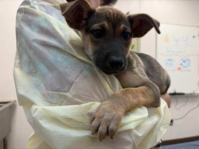 Shelter Stray Female Dog last seen , 4000 N Silverbell Rd, Tucson, AZ 85745, USA