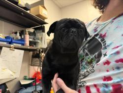 Shelter Stray Male Dog last seen , 4000 N Silverbell Rd, Tucson, AZ 85745, USA