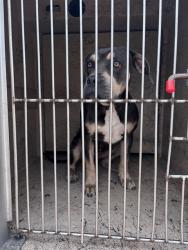 Shelter Stray Unknown Dog last seen Near BLOCK S WESTERN AVE, 2811 SE 29th St, Oklahoma City, OK 73129, USA