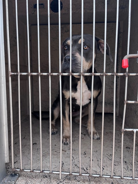 Shelter Stray Female Dog last seen Near BLOCK S WESTERN AVE, 2811 SE 29th St, Oklahoma City, OK 73129, USA