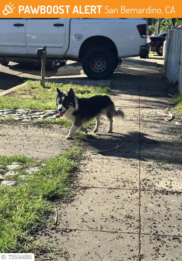 Found/Stray Unknown Dog last seen 18th and N Pershing Ave San Bernardino, San Bernardino, CA 92405