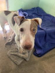 Shelter Stray Female Dog last seen , West Valley Animal Shelter, 20655 Plummer St, Chatsworth, CA 91311, USA