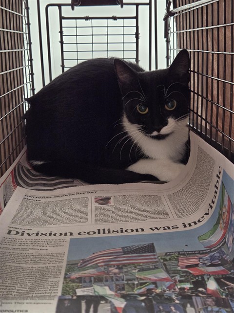 Shelter Stray Unknown Cat last seen Near BLOCK SW 12 TER, FORT LAUDERDALE FL 33315, 2400 SW 42nd St, Fort Lauderdale, FL 33312, USA