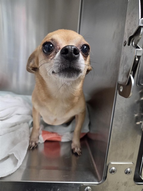 Shelter Stray Female Dog last seen Near BLOCK JANIS BLVD, PEMBROKE PARK FL 33009, 2400 SW 42nd St, Fort Lauderdale, FL 33312, USA