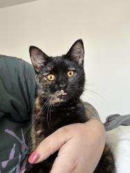 Found/Stray Female Cat last seen Colf Rd. & Carleton West Rd., Carleton, MI 48117