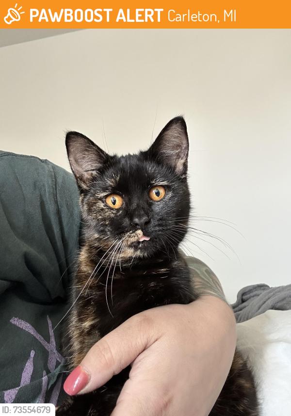 Found/Stray Female Cat last seen Colf Rd. & Carleton West Rd., Carleton, MI 48117