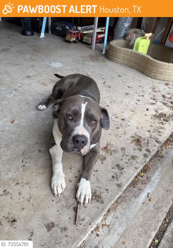 Found/Stray Female Dog last seen S Braeswood blvd and Hillcroft Ave, Houston, TX 77096