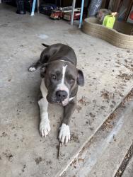 Found/Stray Female Dog last seen S Braeswood blvd and Hillcroft Ave, Houston, TX 77096