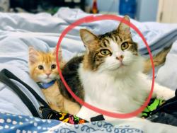 Lost Male Cat last seen 108th and Ida, Omaha, NE 68164