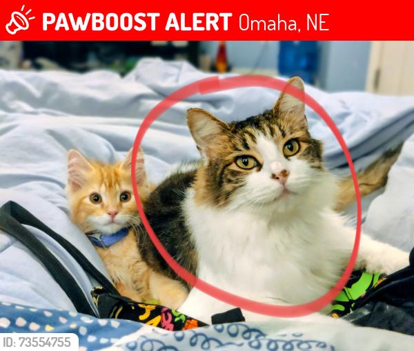 Lost Male Cat last seen 108th and Ida, Omaha, NE 68164