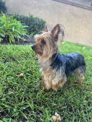 Lost Male Dog last seen Belpine Pl, Rancho Cucamonga, CA 91730