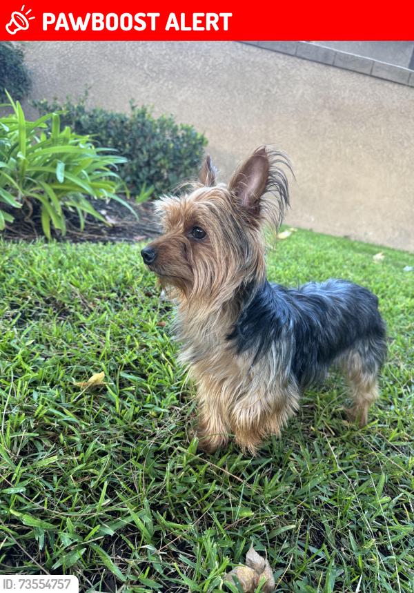 Lost Male Dog last seen Belpine Pl, Rancho Cucamonga, CA 91730