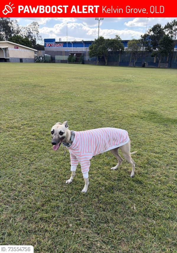 Lost Female Dog last seen Kelvin Grove Road, Aldi Kelvin Grove, Kelvin Grove, QLD 