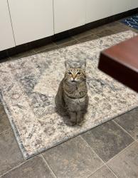 Reunited Female Cat last seen Front of the elp library, Edmonton, AB T5G 1P5