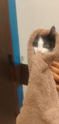 Shelter Stray Female Cat last seen Near Allen Court, Atlanta, GA, 1251 Fulton Industrial Blvd NW, Atlanta, GA 30336, USA