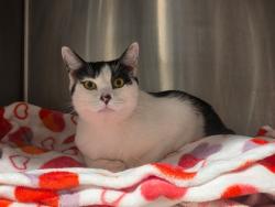 Shelter Stray Female Cat last seen Near Soneley Way, Alpharetta, GA, 1251 Fulton Industrial Blvd NW, Atlanta, GA 30336, USA