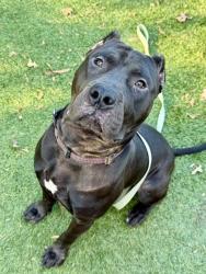 Shelter Stray Male Dog last seen E Belvedere Ave and The Alameda, 21239, MD, 2490 Giles Rd, Baltimore, MD 21225, USA